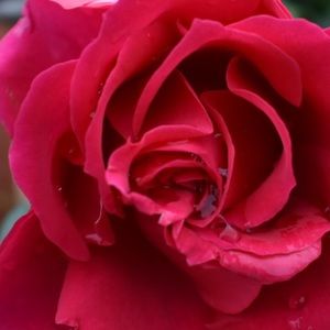 Meet your Posher, Ella